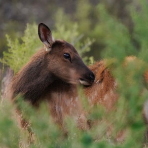 Baby Elk Photo Canvas Print, Wildlife Photography, Yellowstone Elk Photo, Animal Nursery Photo Art, Nature Wall Art