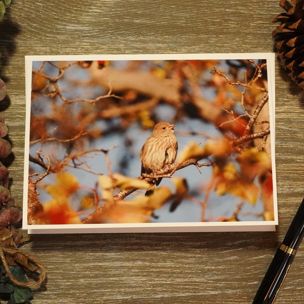 Holiday Bird - Holiday Bird Photo Greeting Card - Nature Photography - Winter Berries - Blank Greeting Card - Holiday Season - House Finch