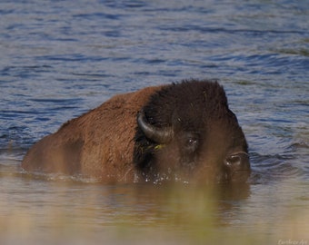 Bison Photo Poster Print - Nature Photography - Bison Art - Wildlife Picture - Bison Lover Gift - Animal Decor