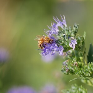 Bee at Purple Flower Photo Poster Print - Nature Photography - Floral Wall Art - Botanical Picture - Bee Lover Gift - Pollinator Decor