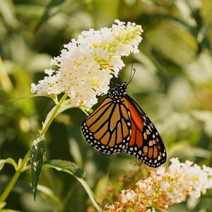 Monarca sobre flores blancas Impresión de póster fotográfico - Fotografía de la naturaleza - Arte monarca - Imagen de flores - Regalo amante de las mariposas - Decoración de la pared