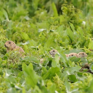 Prairie Dog Mom and Babies Photo Poster Print - Nature Photography - Wildlife Art - Animal Picture - Prairie Dog Gift - Baby Prairie Dogs