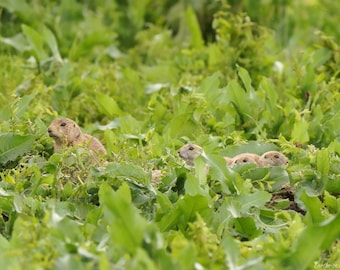Prairie Dog Mom and Babies Photo Poster Print - Nature Photography - Wildlife Art - Animal Picture - Prairie Dog Gift - Baby Prairie Dogs