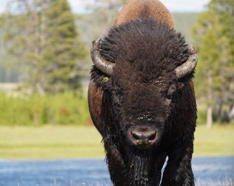 Bison Photo Poster Print - Nature Photography - Bison Art - Wildlife Picture - Bison Lover Gift - Animal Decor