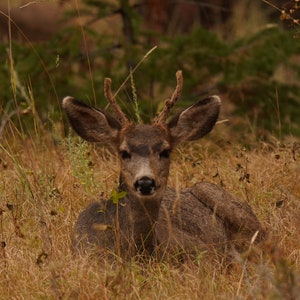 Impressão de pôster de foto de Deer Buck - Fotografia de natureza - Arte de veado - Imagem de vida selvagem - Presente de amante de veado - Decoração de parede - Arte de outono - Cervo masculino