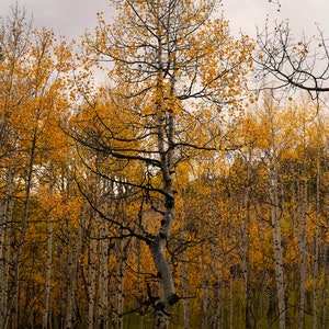 Gold Espen Blätter - Herbst Espen Blätter Foto Poster Druck - Natur Fotografie - Herbstlaub - Herbst Dekor - Herbst Saison - Espen Bäume