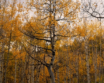 Guldfärgade aspblad - Höstfotoaffisch med aspblad - Naturfotografi - Höstlövverk - Höstdekor - Höstsäsong - Aspträd