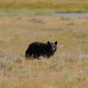 Mother Black Bear Photo Poster Print - Nature Photography - Bear Art - Wildlife Picture - Bear Lover Gift - Animal Decor