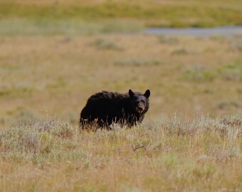 Mother Black Bear Photo Poster Print - Nature Photography - Bear Art - Wildlife Picture - Bear Lover Gift - Animal Decor