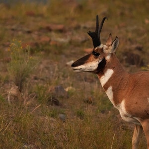Male Antelope at Sunset Photo Poster Print - Yellowstone Photography - Antelope Art - Wildlife Picture - Antelope Lover Gift - Animal Decor