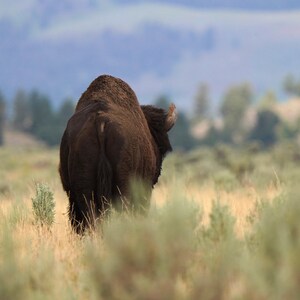 Bison Walking Away Photo Canvas Print - Nature Photography - Bison Art - Bison Picture - Bison Lover Gift - Wall Decor