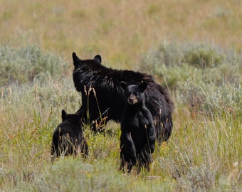 Impresión de lienzo fotográfico de osos y cachorros, fotografía de vida silvestre, foto del oso de Yellowstone, arte fotográfico de vivero de animales, arte de la pared de la naturaleza