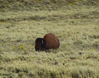 Bison in a Field Photo Canvas Print - Nature Photography - Bison Art - Bison Picture - Bison Lover Gift - Wall Decor