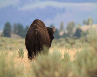 Bison Walking Away Photo Poster Print - Yellowstone Wildlife - Bison Art - Yellowstone Bison - Bison Lover Gift - Animal Decor