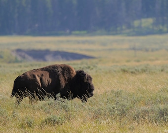 Bison Photo Poster Print - Nature Photography - Bison Art - Wildlife Picture - Bison Lover Gift - Animal Decor