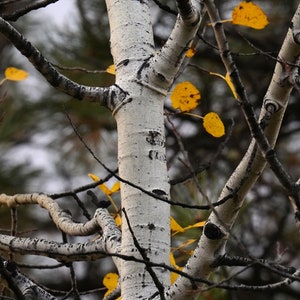 Aspen Tree - Pine - Autumn Aspen Leaves Photo Poster Print - Nature Photography - Fall Foliage - Autumn Decor - Fall Season