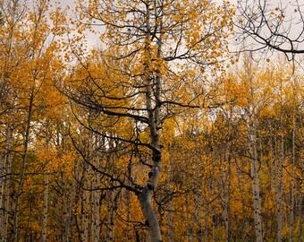 Gouden Aspen Leaves - Herfst Aspen Leaves Canvas Print - Natuurfotografie - Herfstgebladerte - Herfst Decor - Herfstseizoen - Aspen Bomen