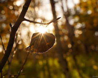 Aspen Leaves - Autumn Aspen Leaves Photo Poster Print - Nature Photography - Fall Foliage - Autumn Decor - Fall Season - Aspen Trees