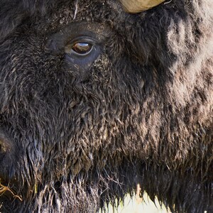 Bison Photo Canvas Print, Fotografia Dzikiej Przyrody, Yellowstone Bison Close-up Photo, Sztuka Ścienna Natury