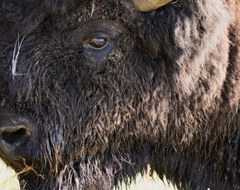 Bison Photo Canvas Print, Wildlife Photography, Yellowstone Bison Closeup Photo, Nature Wall Art