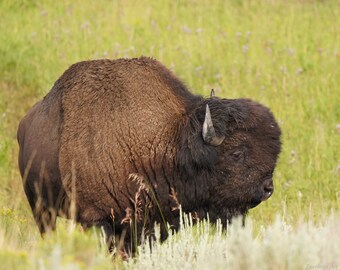 Bison Photo Poster Print - Yellowstone Photography - Bison Art - Yellowstone Bison - Bison Lover Gift - Animal Decor