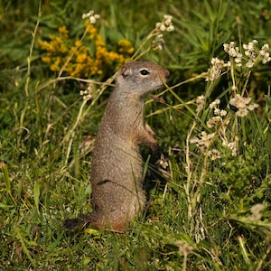 Uinta Ground Squirrel Photo Poster Print - Nature Photography - Squirrel Art - Wildlife Picture - Squirrel Lover Gift - Animal Decor