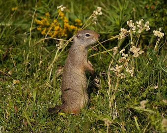 Uinta Ground Squirrel Photo Poster Print - Nature Photography - Squirrel Art - Wildlife Picture - Squirrel Lover Gift - Animal Decor