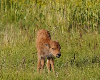 Baby Bison Photo Poster Print - Nature Photo - Bison Art - Wildlife Photo - Bison Lover Gift - Animal Decor - Baby Animal Nursery Photo