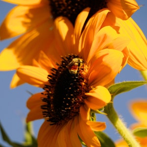 Bee at Sunflower Photo Poster Print - Nature Photography - Bee Art - Insect Picture - Bee Lover Gift - Flower Decor