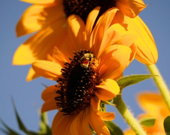 Bee at Sunflower Photo Poster Print - Nature Photography - Bee Art - Insect Picture - Bee Lover Gift - Flower Decor