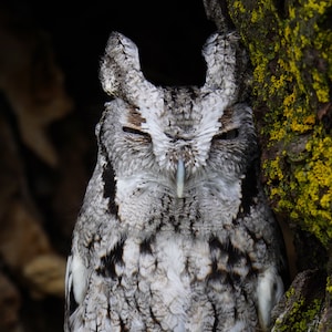 Eastern Screech Owl at Rest Photo Poster Print - Nature Photography - Bird of Prey Wall Art - Wildlife Picture - Birdwatcher Decor