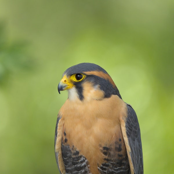 Aplomado Falcon Photo Canvas Print - Nature Photography - Bird of Prey Wall Art - Wildlife Picture - Falcon Lover Gift - Birdwatcher Decor
