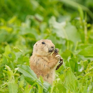 Prairie Dog Photo Poster Print - Nature Photography - Wildlife Wall Art - Animal Picture - Prairie Dog Lover Gift - Nature Decor