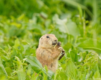 Prairie Dog Digital Photograph Desktop Wallpaper Photos - Etsy