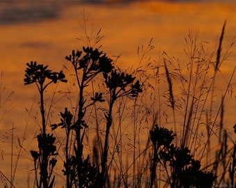 Riverbank Flower Sunset Photo Poster Print - Nature Photography - Flower Art - Sunset Picture - Sunset Lover Gift - Nature Decor
