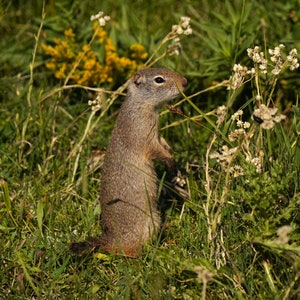 Uinta Ground Squirrel Photo Canvas Print - Nature Photography - Squirrel Art - Squirrel Picture - Squirrel Lover Gift - Wall Decor
