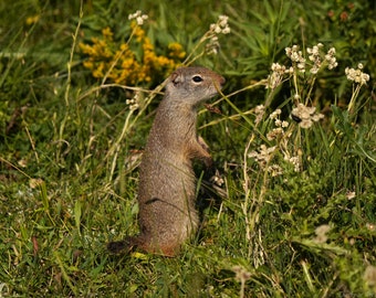 Uinta Ground Squirrel Photo Canvas Print - Nature Photography - Squirrel Art - Squirrel Picture - Squirrel Lover Gift - Wall Decor