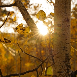 Espenblätter - Herbst Espen Blätter Foto Poster Druck - Natur Fotografie - Herbstlaub - Herbst Dekor - Herbst Saison - Espen Bäume