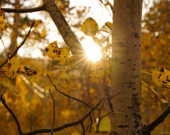 Aspen Leaves - Autumn Aspen Leaves Photo Poster Print - Nature Photography - Fall Foliage - Autumn Decor - Fall Season - Aspen Trees