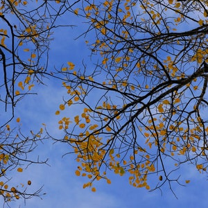 Espenblätter - Herbst Espen Blätter Foto Poster Druck - Natur Fotografie - Herbstlaub - Herbst Dekor - Herbst Saison - Espen Bäume