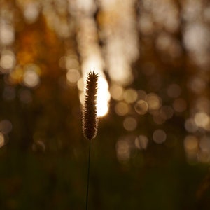Herbst Gräser Foto - Herbst Foto Poster Druck - Colorado Herbst Foto - Natur Fotografie - Herbst Gräser - Herbst Dekor - Herbst Jahreszeit