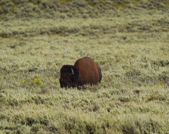 Bison in Sagebrush Photo Poster Print - Yellowstone Wildlife Photography - Bison Art - Wildlife Picture - Bison Lover Gift - Animal Decor