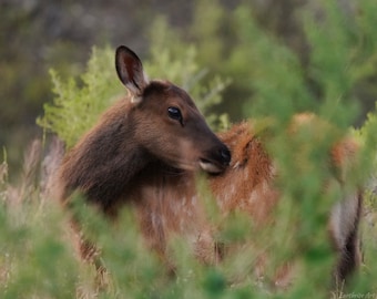 Baby Elk Photo Print, Wildlife Photography, Yellowstone Elk Photo, Animal Nursery Photo Art, Nature Wall Art