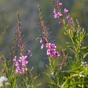 Fireweed Photo Poster Print - Nature Photography - Wildflower Art - Flower Picture - Wildflower Lover Gift - Nature Decor