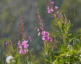 Fireweed Photo Poster Print - Nature Photography - Wildflower Art - Flower Picture - Wildflower Lover Gift - Nature Decor