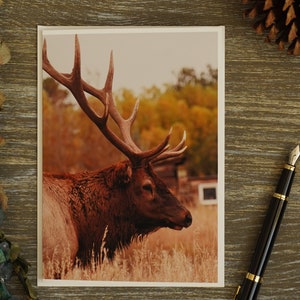 May include: A large, brown elk with a large set of antlers stands in a field of tall grass. The elk is looking to the right of the image. The background is a blurry image of trees with fall foliage.
