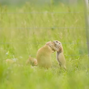 Prairie Dog Mom and Baby Photo Poster Print - Nature Photography - Wildlife Art - Animal Picture - Prairie Dog Gift - Baby Prairie Dog