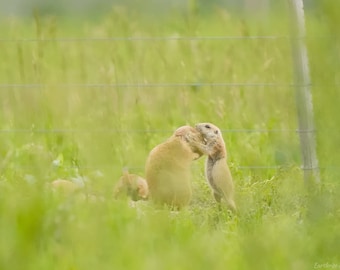 Prairie Dog Mom and Baby Photo Poster Print - Nature Photography - Wildlife Art - Animal Picture - Prairie Dog Gift - Baby Prairie Dog