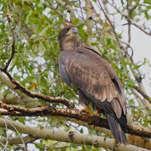 Juvenile Bald Eagle Photo Poster Print - Nature Photography - Eagle Art - Wildlife Picture - Eagle Lover Gift - Animal Decor