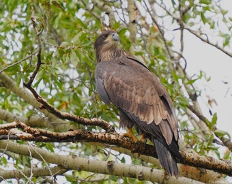Juvenile Bald Eagle Photo Poster Print - Nature Photography - Eagle Art - Wildlife Picture - Eagle Lover Gift - Animal Decor